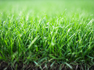  Tips for Overseeding a Lawn