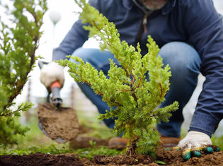  Planting Trees and Shrubs